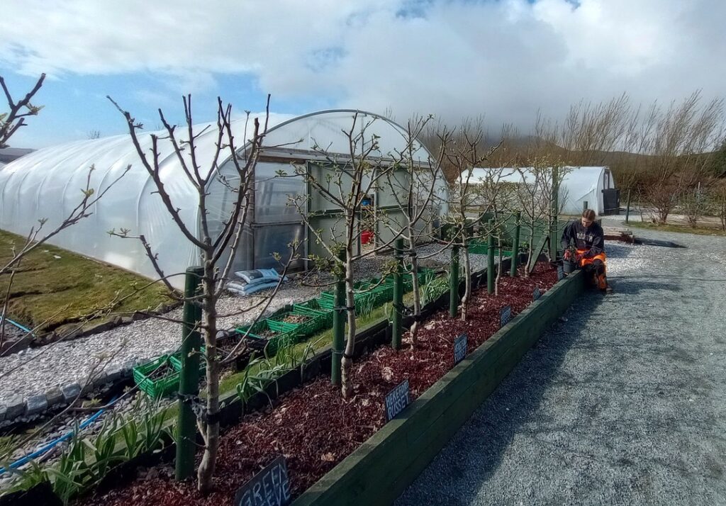 Growers Hub polytunnels and orchard