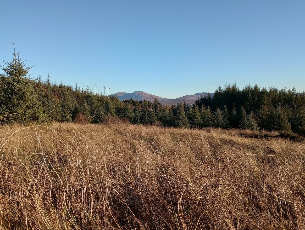 view with grass in foreground and conifers in background
