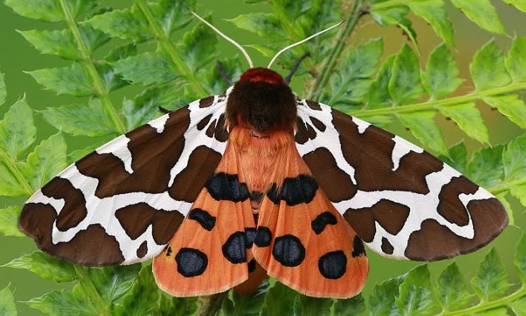 Bioblitz event – moth close up of a moth